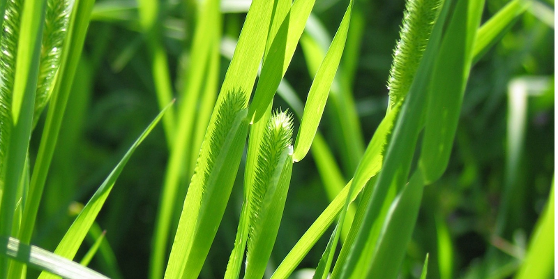 うさぎが食べる牧草を探して チモシー以外のオススメ牧草5選 うさぎと過ごす幸せな時間