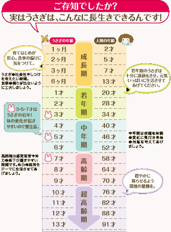 シニアになっても元気うさぎを目指そう その秘訣とは うさぎと過ごす幸せな時間